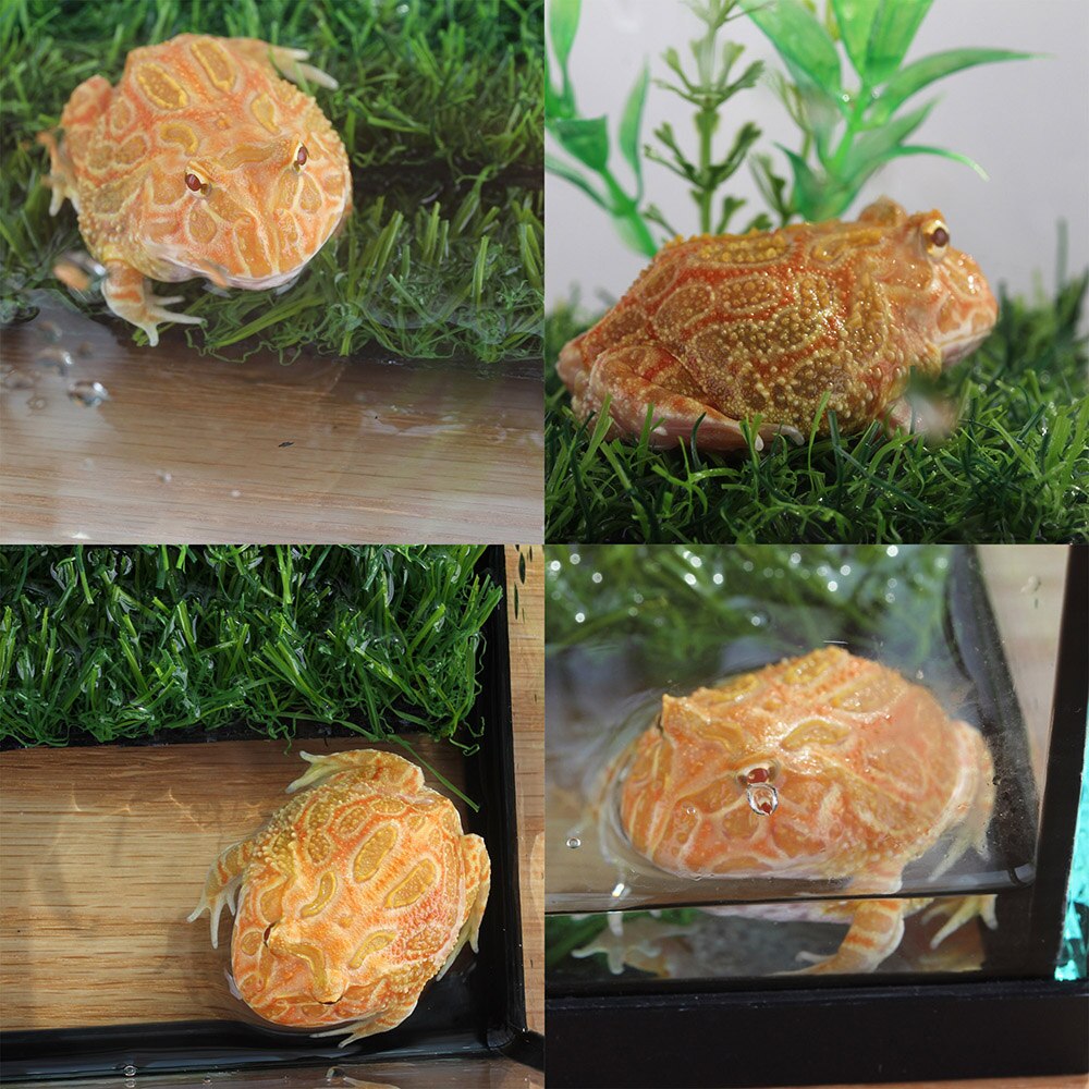 Ge gekko habitat skildpadde akvarium snegl beholder fiskeskål eremit krabbe hus edderkop beholder tarantula boks insekt