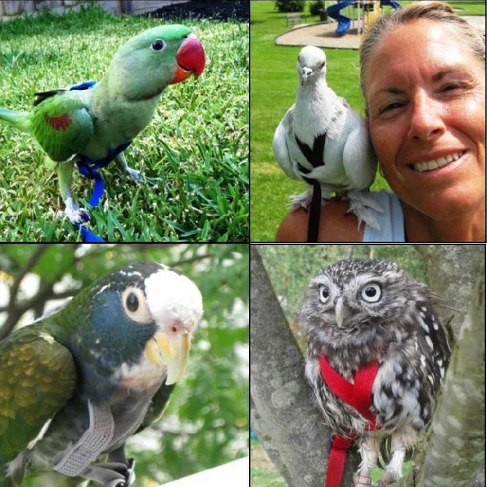 Tren de aves para mascotas, Correa colorida para loros y pájaros, arnés ajustable para exteriores, cuerda de entrenamiento, banda cruzada voladora, productos para mascotas, suministros para aves