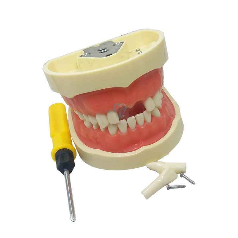 1pcs Dental Teaching Model Demonstration Tooth Model With Removable 32pcs /28pcs Teeth
