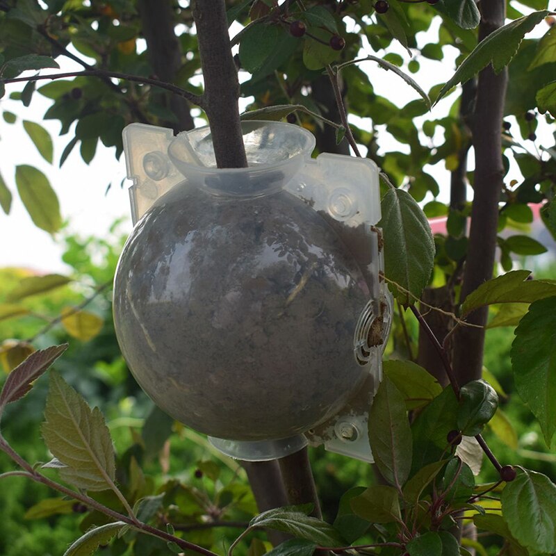 Plant Kluit Zichtbaar Wortel Graft Groeiende Doos Plant Wortel Hoge Druk Bal