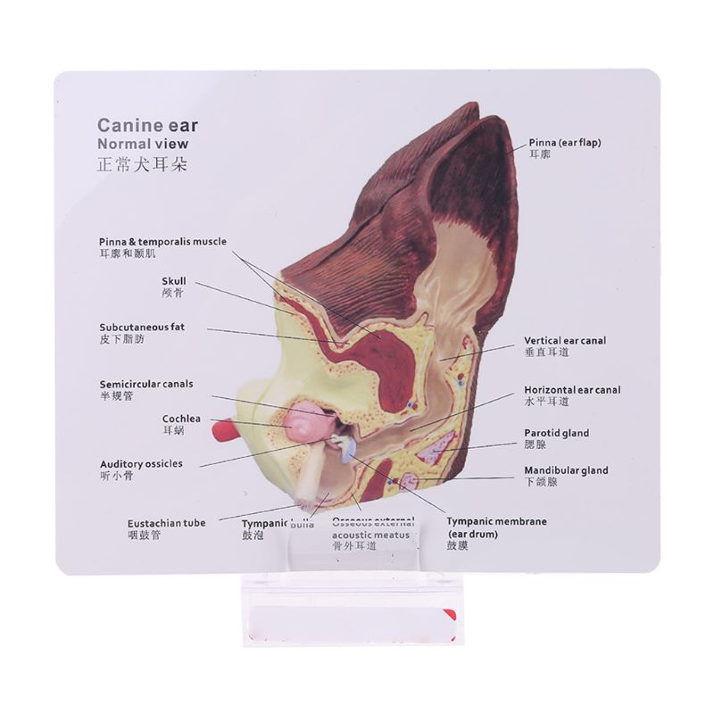 Modelo anatómico de lesión en la oreja del perro, ayuda en la enseñanza de la ciencia veterinaria, investigación canina de mascotas M5TB