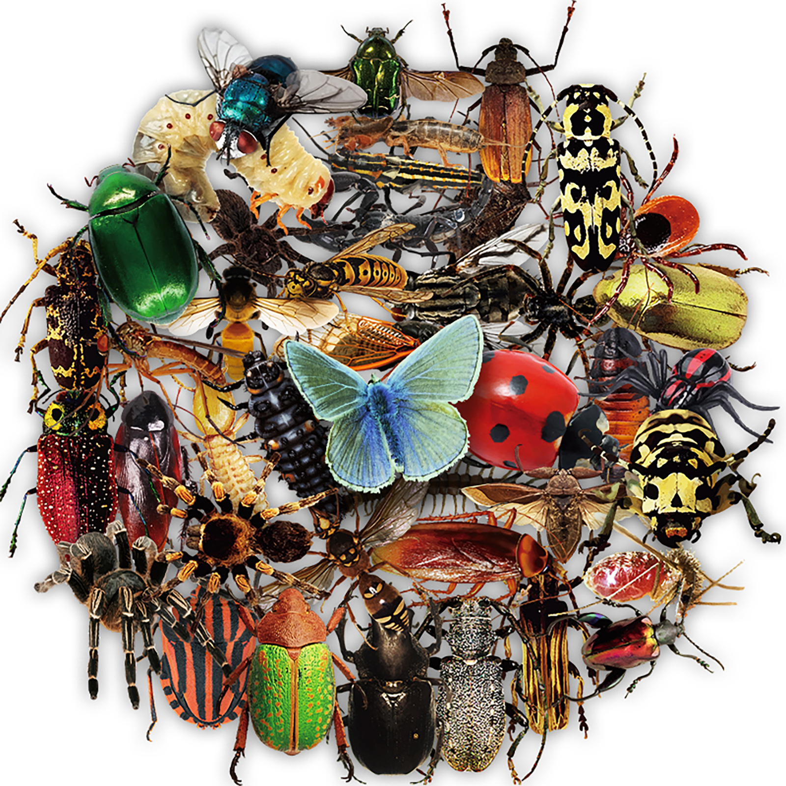 50Pcs Transparent Realistic Insect Stickers Bug Stickers for Kids Teens Adults Scrapbook Stickers Nature Mini Bugs Moth Stickers: Default Title