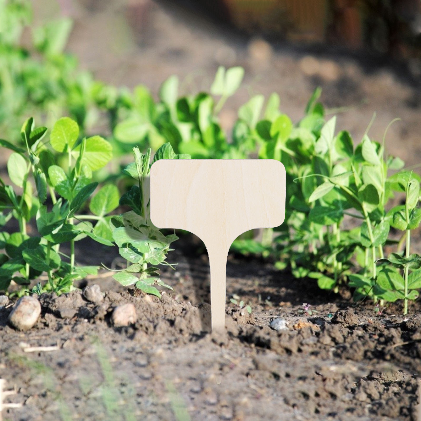 Letrero de madera para plantas, etiqueta decorativa para jardín de hadas, puede escribir en maceta, 10 piezas,