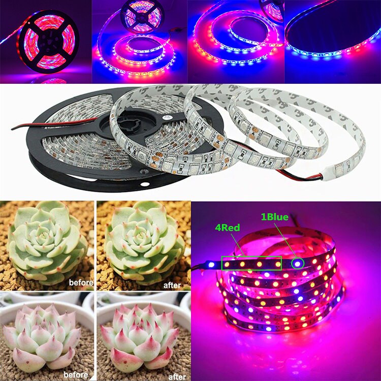 5m led grow light strip fuld spektrum uv lamper til planter vandtæt phyto lampe rød bluetape til drivhus grow telt hydroponic