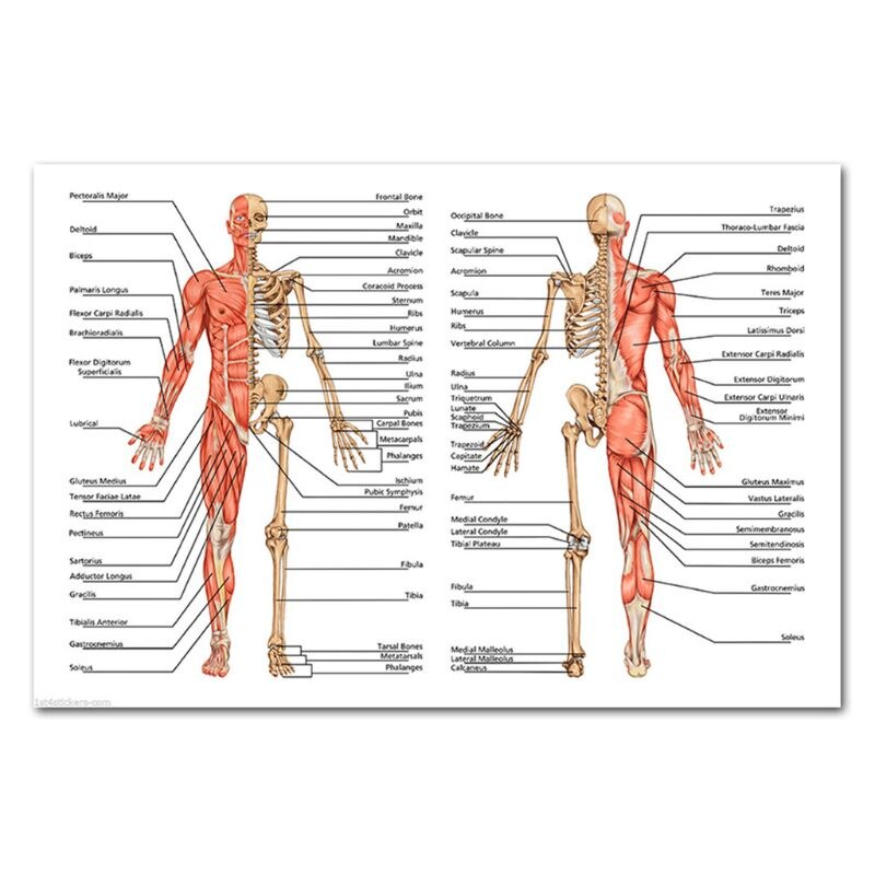 Muscular &amp; Skeletal System Anatomical Poster Set - Human Skeleton &amp; Muscle Anatomy - Single Sided19&quot; x 27&quot;: 3