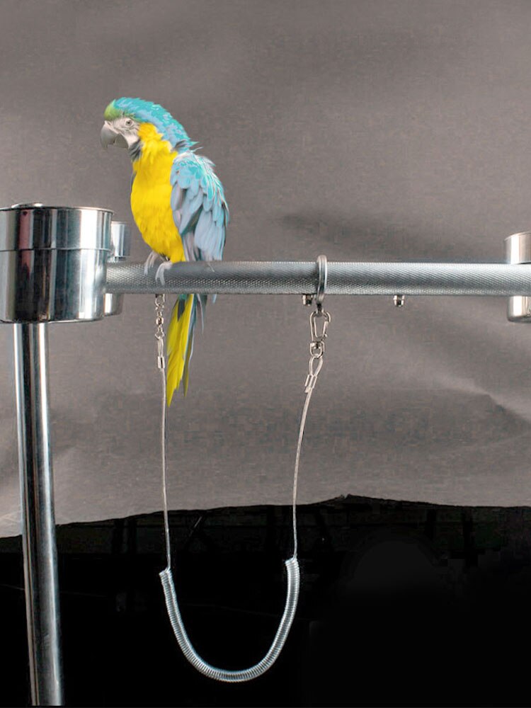 Correa de entrenamiento ultraligera para pájaros y loros, cuerda Flexible antimordedura con arnés de anillo para piernas, guacamayo al aire libre, cacatúa Starling, 3M