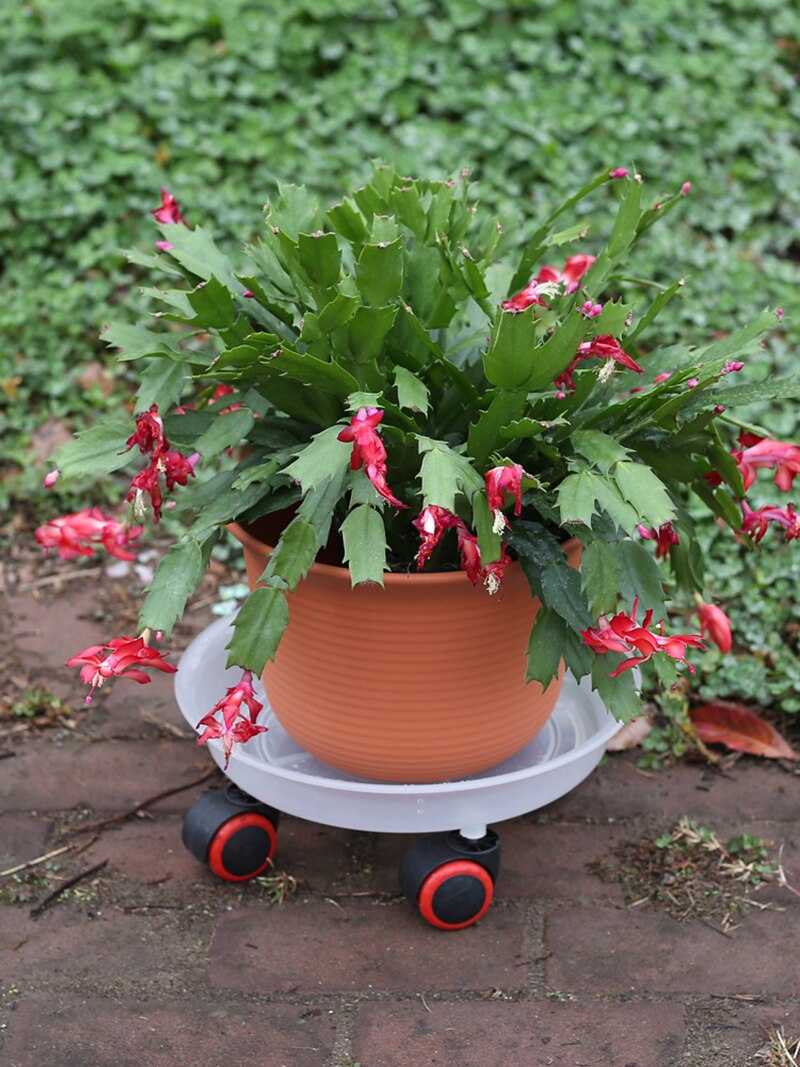 Plastic Plant Schotels Lade Voor Plant Bloem Pot/Wiel Mobiele Met Roller Base Plastic Dragende Lek-proof Bloempot Lade