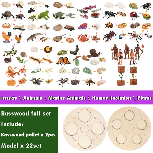 Montessori Teaching Aids Wooden Animal Life Cycle Board Children Toys Plant Growth Cycle Model Set Life Science Educational Toy