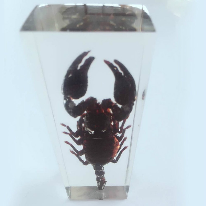 Malaysisk skov skorpion indlejret prøve ægte gennemblødt skorpion prøve model biologi forskningsbistand harpiks kunsthåndværk
