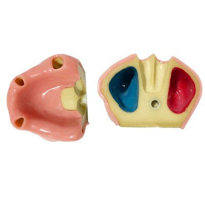 1PCS Dental Mandibular Demonstration Oral Model Implant Practice Maxillary Sinus Teaching Model Soft Gum Training Teeth model: B