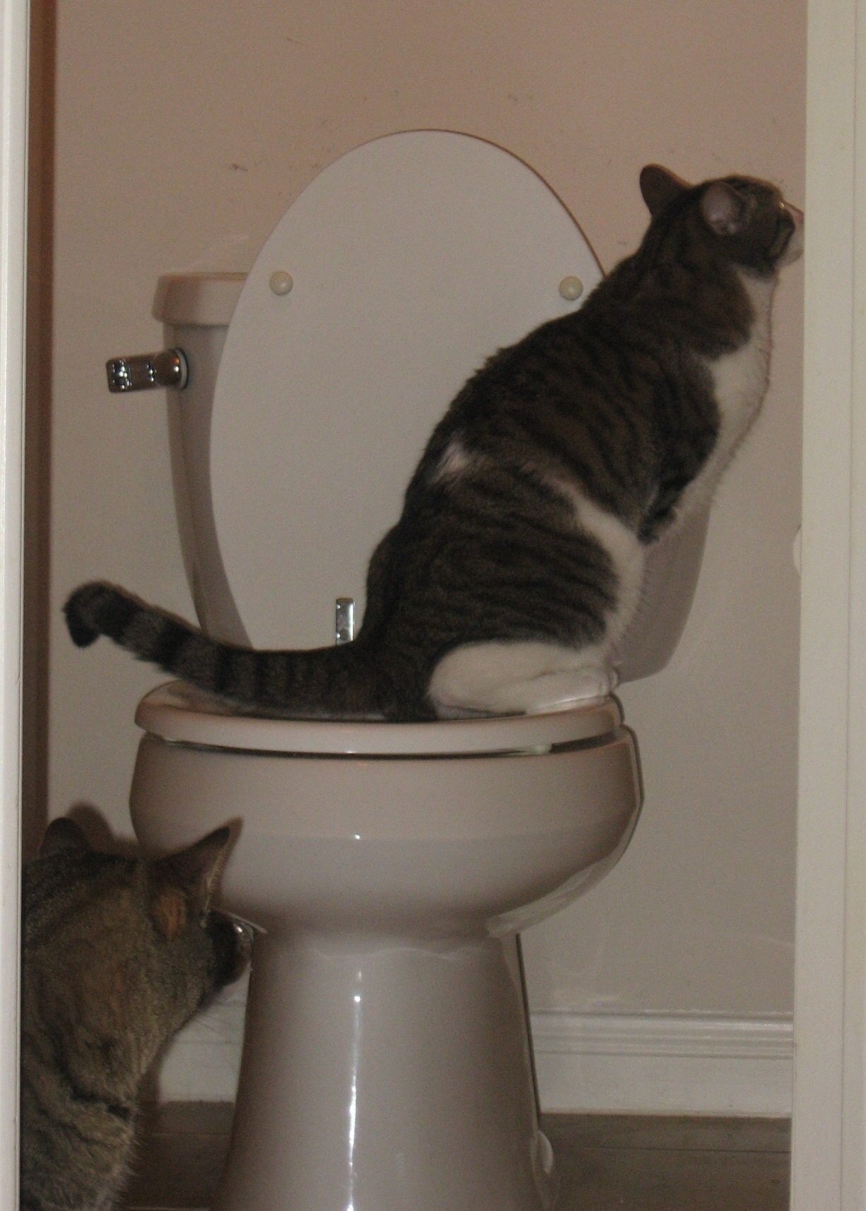 Katze Toilette Ausbildung Bausatz Haustier Wurf Kasten Tablett einstellen Katzenstreu matt Katzen Wc Trainer Wc Haustier Sauber Trainning werkzeug