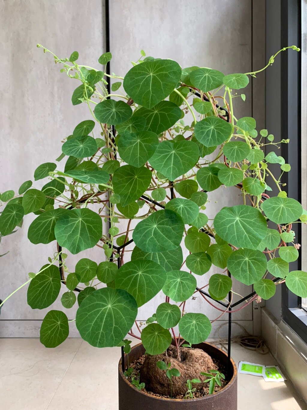 Metal Plant Climbing Trellis Garden DIY Potted Climbing Lattice Shaped Plant Trellis Garden Mini Frame Plant Climbing Stand #BL3