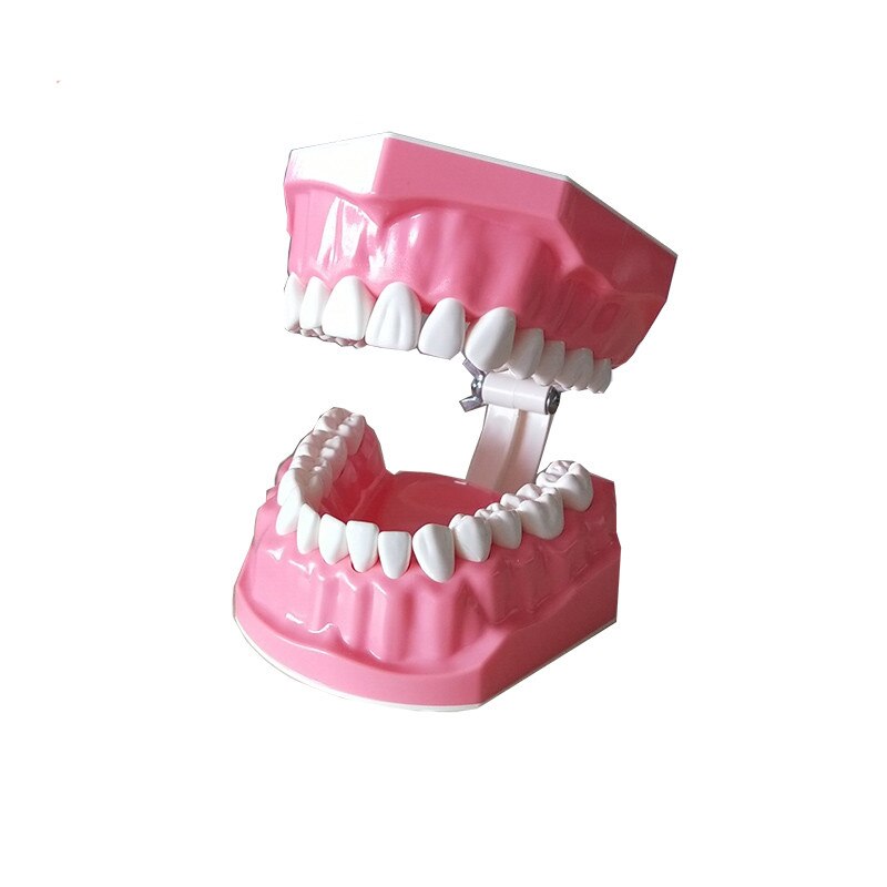 Dental Harz Zähne Tipodont Modell Für Dental Techniker Praxis Lehre Gum Zähne Kiefer Modell Zahnmedizin Ausrüstung: TYPE 16