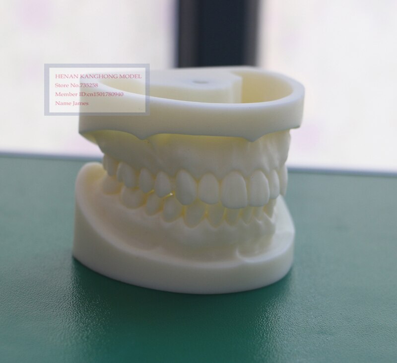 Wit korund tand model, Tand systeem voor praktijk model, Tand model, Dental model