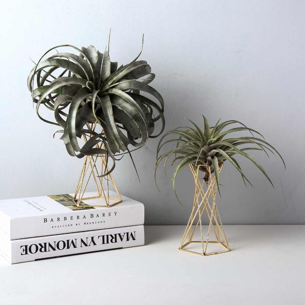 Set of 2 Air Plant Stand Air Plant Holder Tillandsia Holder Air Plant Display Stand Streptophylla Air Plant Stand