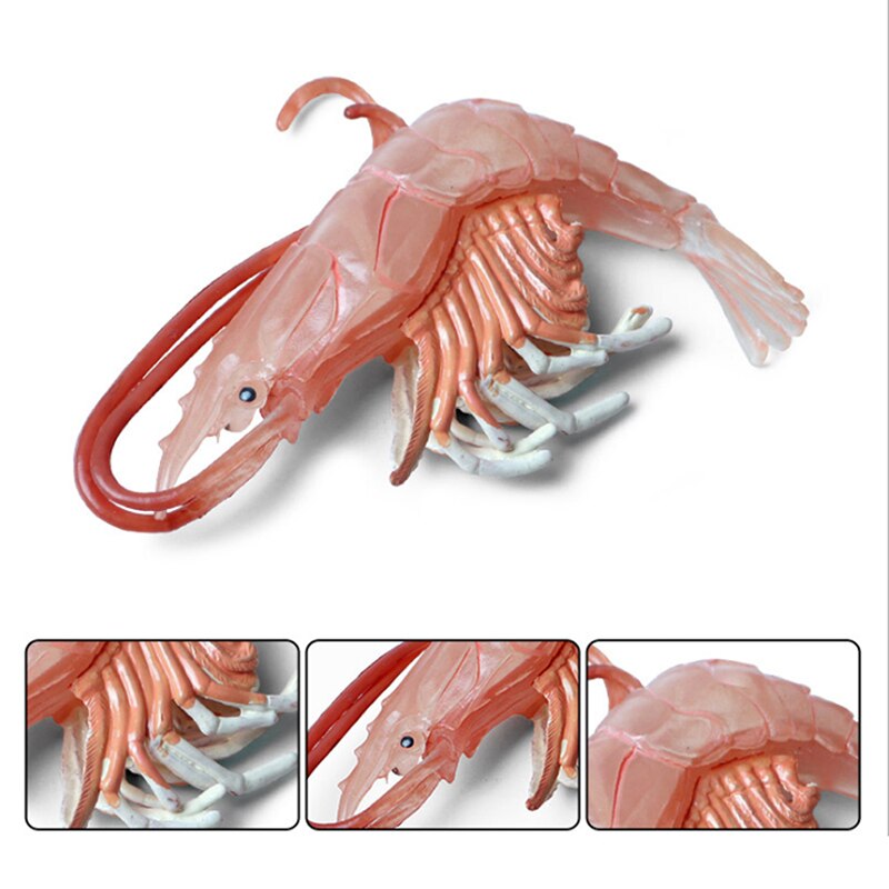 Bebé juguetes de biología langosta la vida marina modelo Animal figura de juguete de plástico de simulación de juguete con forma de gamba para niño