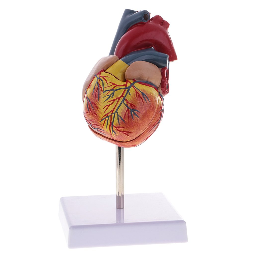 1: 1 Human Heart Organ Model Removable 2 Parts Anatomical Model for School Teaching Tool Learning Display Lab Supplies