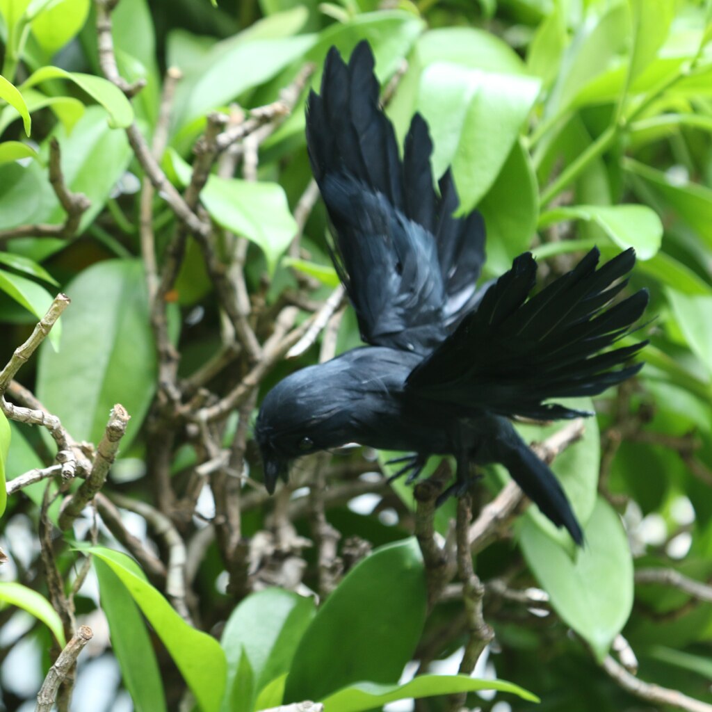 Zwart Vliegende Kraai Decoy Vogels Scarer Vogelverschrikker Tuin Repeller Ornament