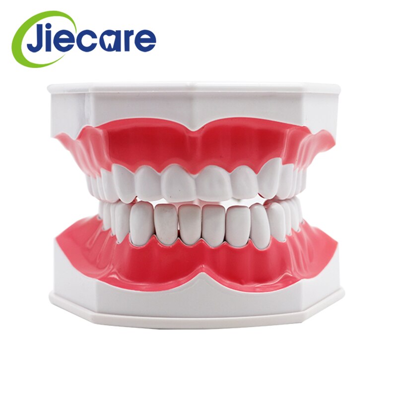 1 PC Dental Standard Teeth Model Oral Care Tooth Cleaning for Dental Teaching&amp;Practice Simulation