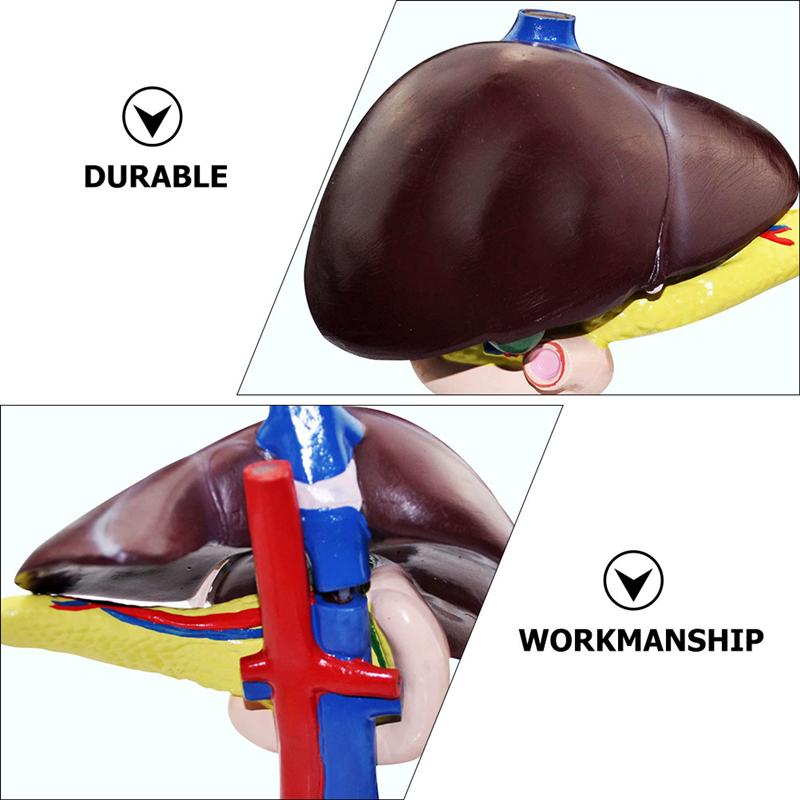 1Pc Human Lever Model Lever Anatomisch Model Ziekenhuis Onderwijs Instrument