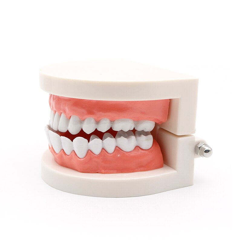 1pc 1:1 Adult Standard Dental Teaching Study Typodont Demonstration Teeth Model Standard Dentist student Model for Teaching