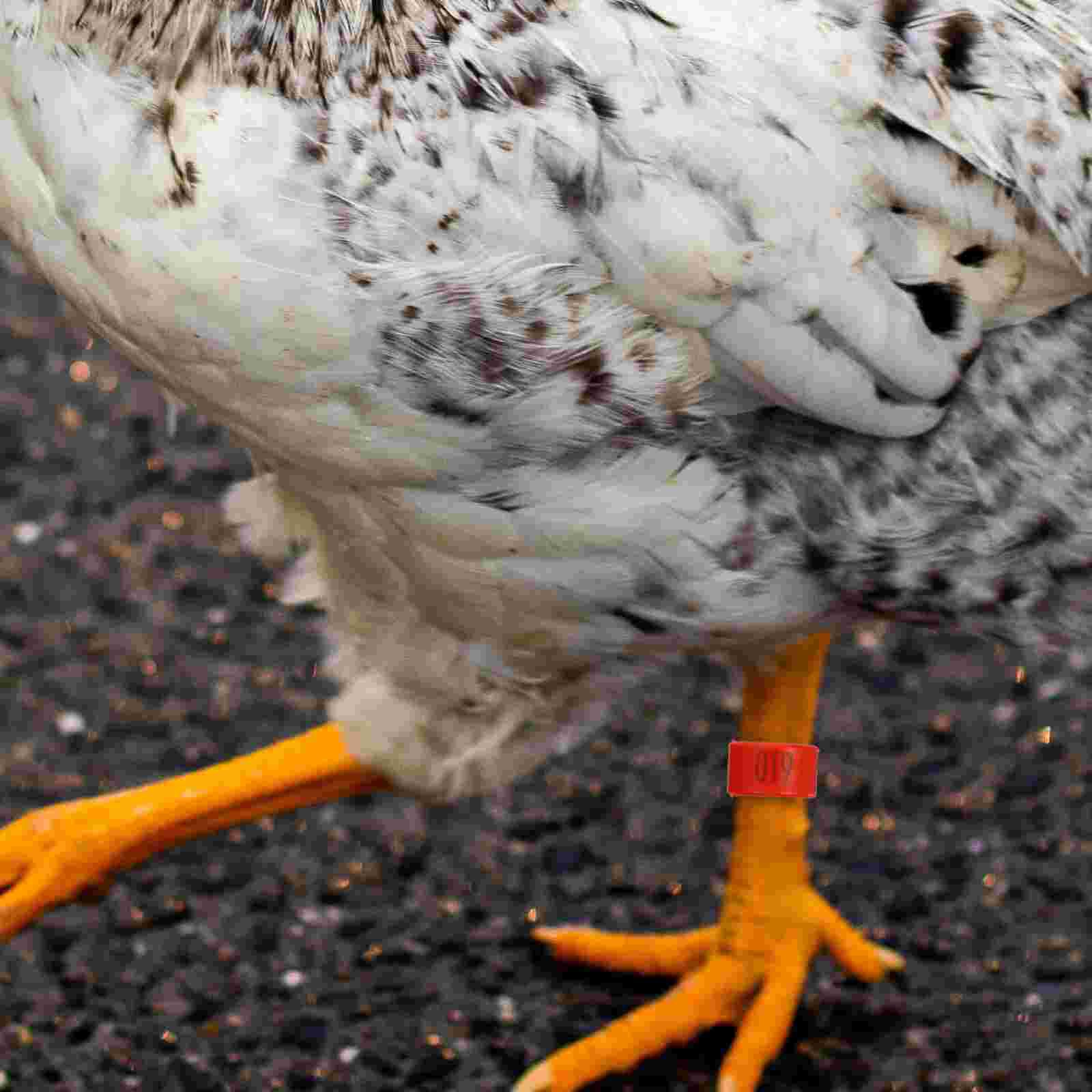 100pcs Numbered Chicken Leg Rings Chicken Identification Bands Poultry Leg Band