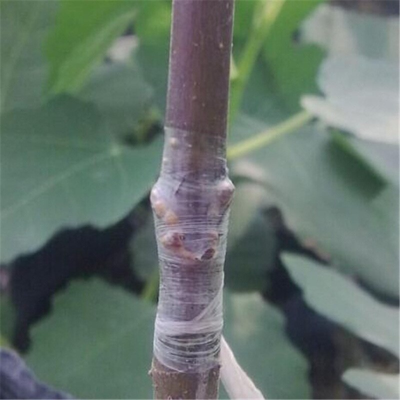 FATCOOL-Cinta de injerto, herramientas de jardín, cortador de árboles frutales, grabado de ramas, jardinería, cinta de amarre de PVC, 1 unidad, 2CM x 100M / 1 rollo