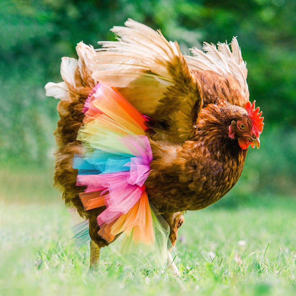 6 Styles Chicken Costume Skirt Tutu Coop Hen Decor Clothes Poultry Feather Protector Halloween Cosplay Dress Party Show Props