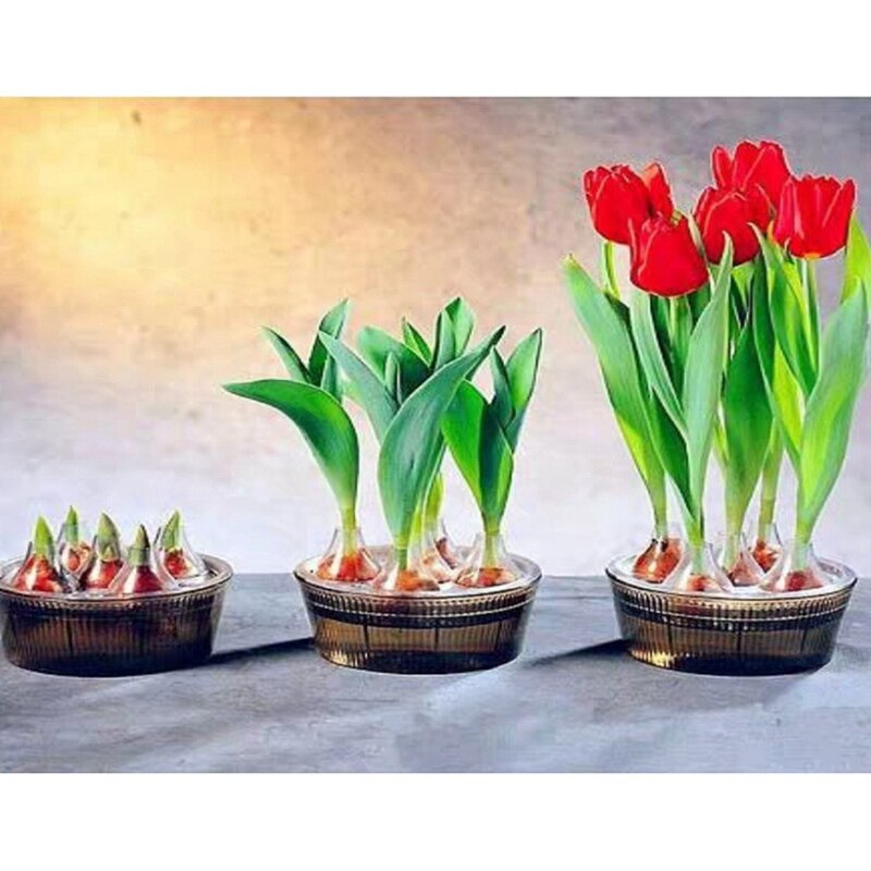 2Sets Tulip Hydroponic Pot 5 Hole Tulip Bulb Hydroponic Special Flower Pot Tulip Flower Pot Hydroponic Flower Pot