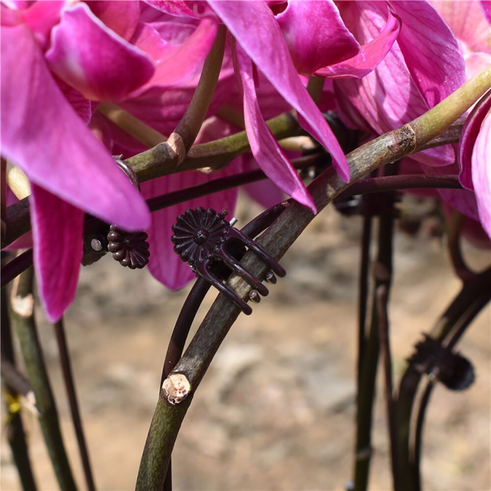 100 stykker plast orkidé klip planter støtte klip have tomat trellis klip phalaenopsis klip blomst veggie vin/stængel klips