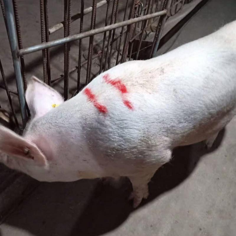 Lápiz para marcar crayones de cerdo y ganado, marcadores de cría de animales