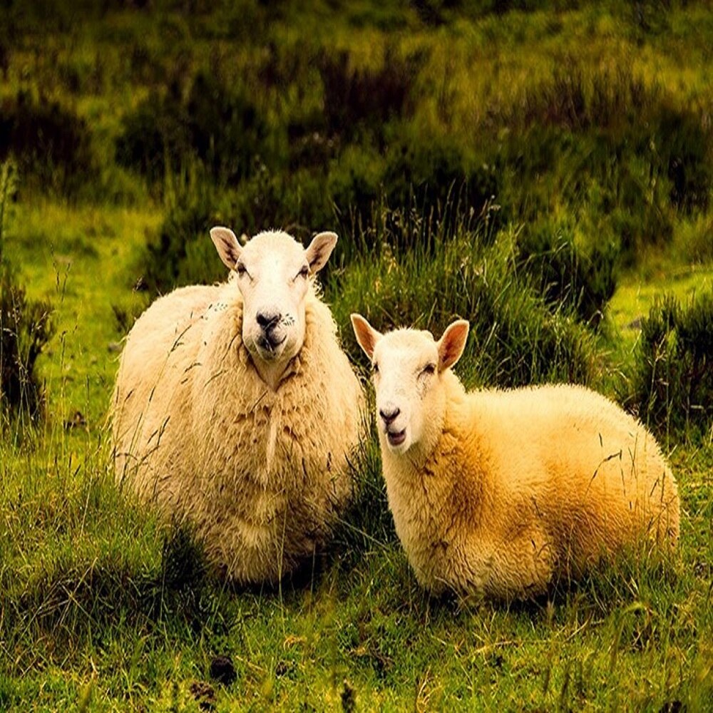 Vrouwen Hemdje Gehaakte Wol Hemd-Natuurlijke Thermische Merino Wol