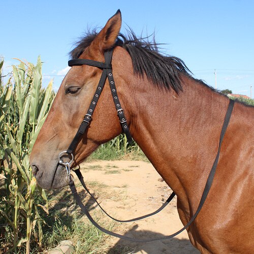 Shuiller redini bocca ferro cavallo mastica Kit imbracatura per cavalli dimensioni cavallino: black line1.3 m