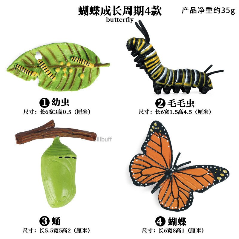 Butterfly Growth Cycle Bee Ladybug Spider Life Cycle Models Simulation Animal Model Action Figures Teaching Material For Kid: Animal Toys 14