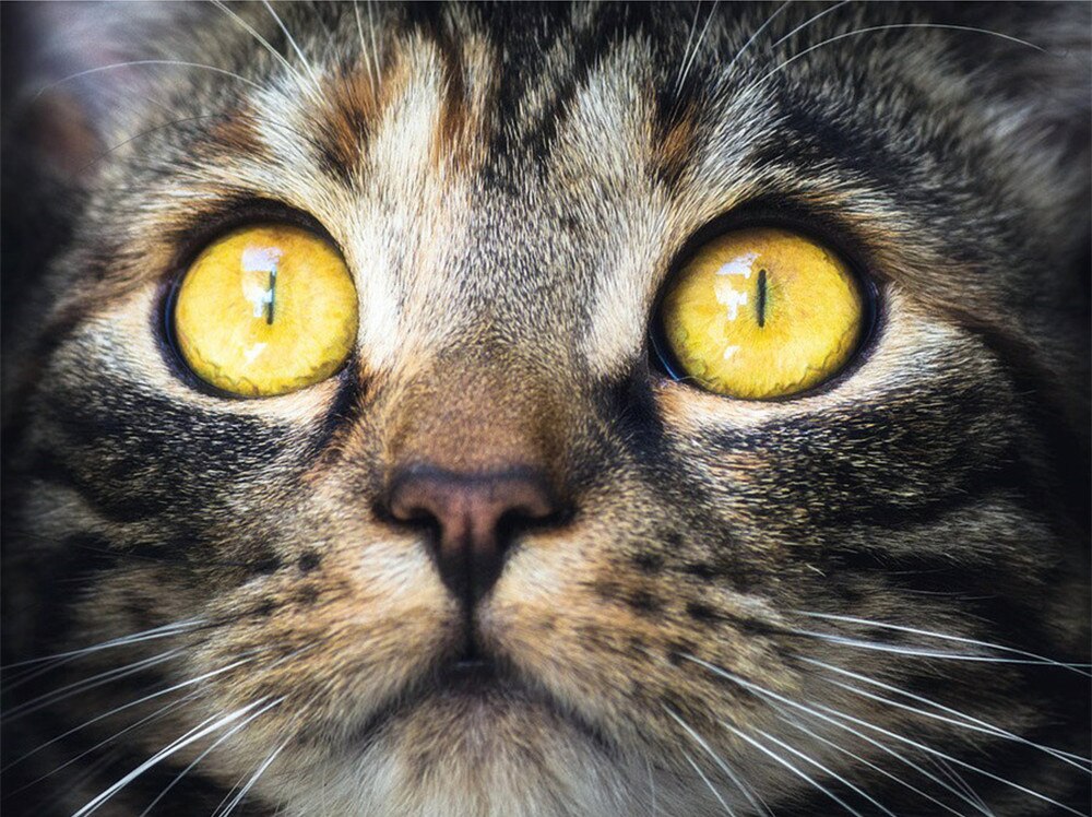 Huacan bilder etter nummer katt dyr tegning på lerret håndmalt kunst gjør-det-selv oljemaleri etter nummer sett hjemmedekorasjon: Szhc 5090