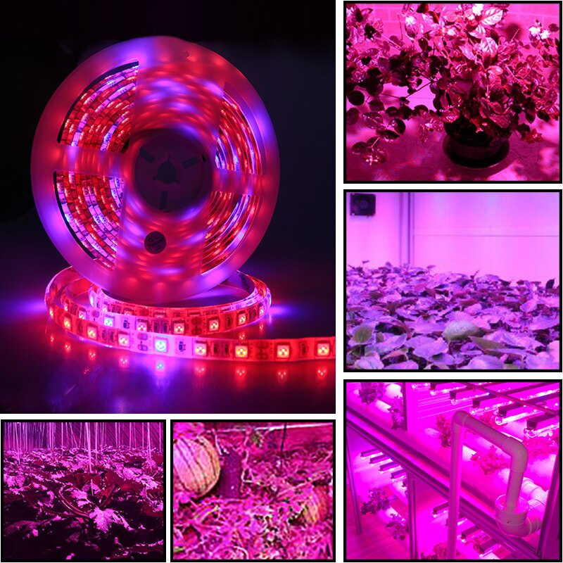 5050 SMD 5 M LED Grow Lamp Volledige Spectrum LED Strip Licht IP33 IP65 DC12V 300 LEDs Groei Lamp Phytolamp voor Kasplant Kamer
