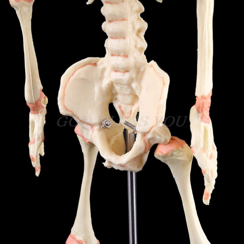 Human Double Head Baby Skull Research Model Skeleton Anatomical Brain Anatomy Teaching Study Display