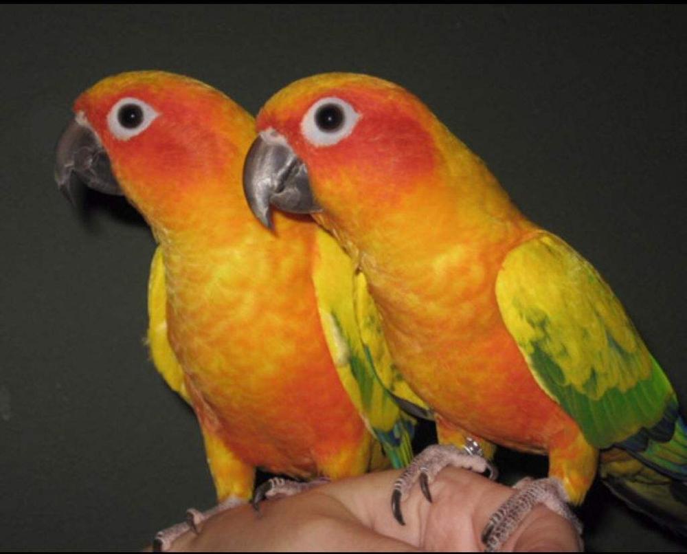 Gingerain Vogel kleding Papegaai kleding Beer originele handgemaakte custom vogel kleding Hooded Trui Beer: Sun conure