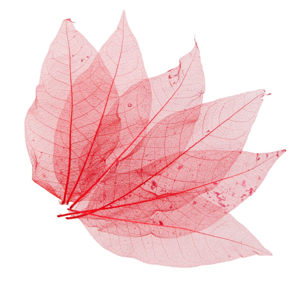 50 stk farverige naturlige magnolia skelet blade blade invitationer kort scrapbog tags diy bryllupsfest favor leverer boligindretning: Rød