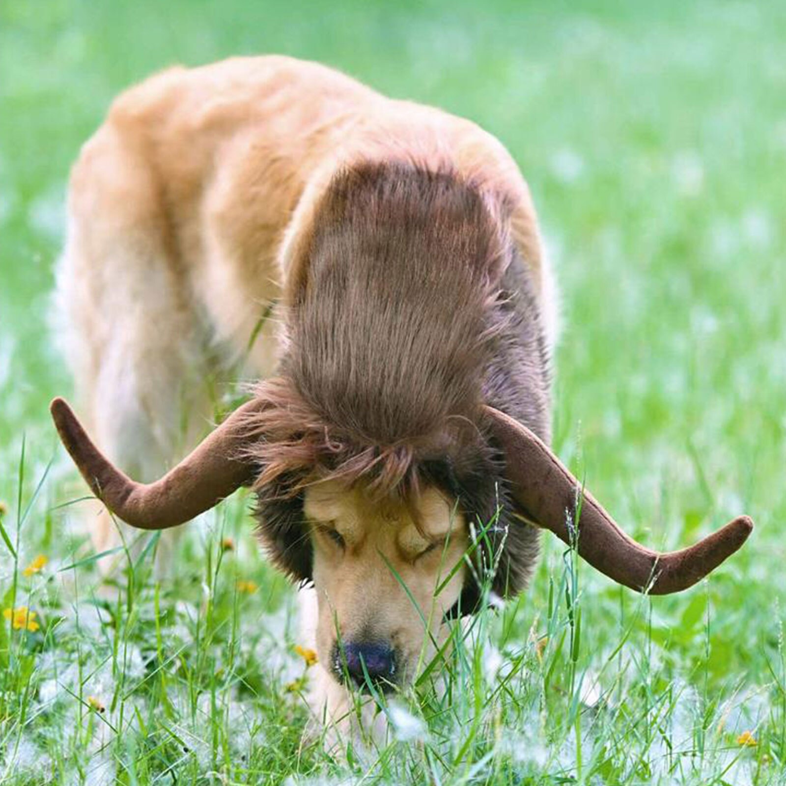 Hund Winter Warme Perücke Ochse Horn Kostüm Löwe Hütte Perücke Kleine Hunde Hütte Haustier Kopfbedeckungen Phantasie Perücke Für Haustier Katze hund Kleid hoch Hund Kostümich