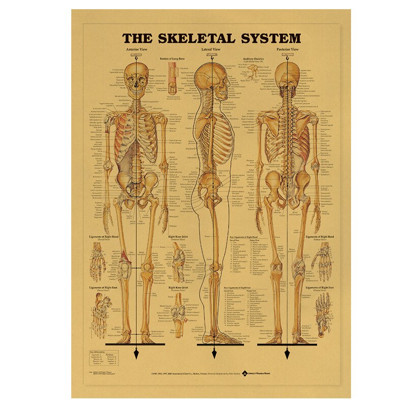 Illustrazione del corpo umano-tessuto muscolare carta kraft poster retrò aula museo pittura decorativa poster e stampe