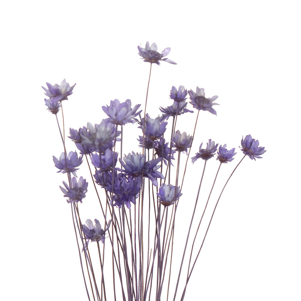 Flores secas frescas naturales de margaritas, ramo para la boda, decoración del hogar, Fondo de fotografía: 08