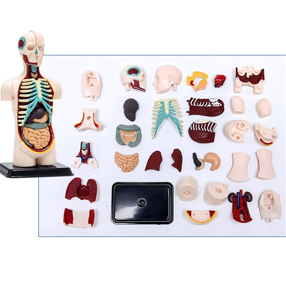 3D Mine Kind Wetenschap Speelgoed Menselijk Anatomie model Human torso Model Assemblage Viscerale Anatomisch Model