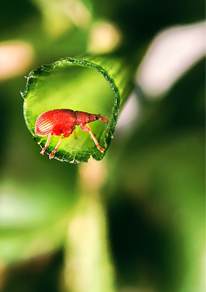 Ulanzi 10x lente da câmera do telefone macro lente de vidro óptico universal para android iphone piexl um plus xiaomi huawei