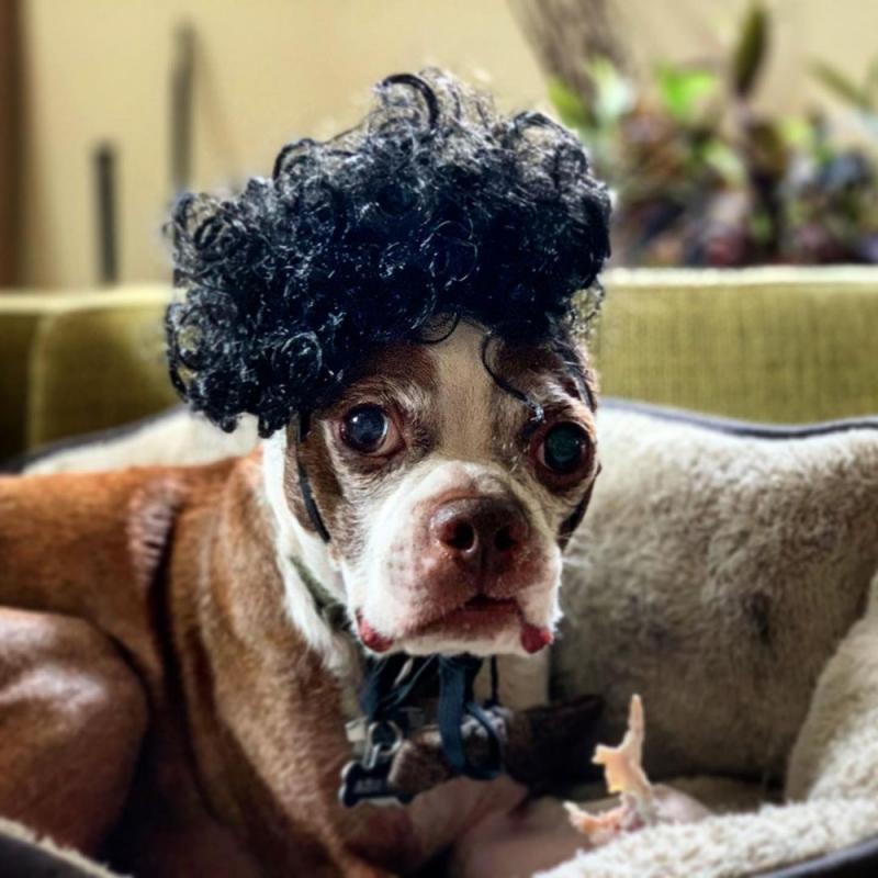Perruque de déguisement d&#39;halloween pour chien, chapeau de Cosplay amusant, accessoire pour chien, bouledogue français, Chihuahua, d&#39;anniversaire