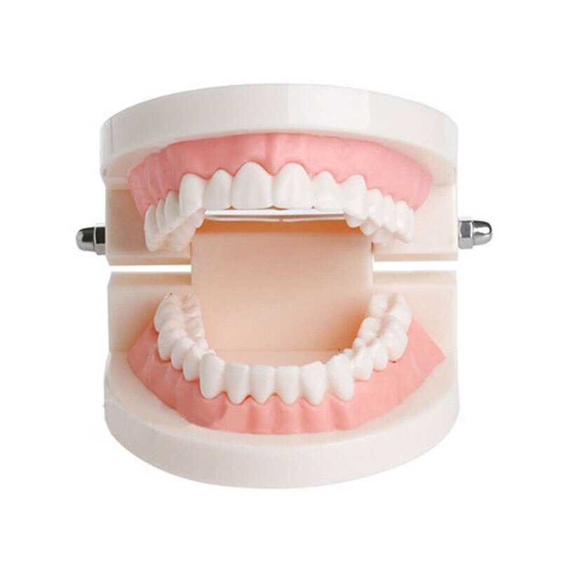 Dental Dentist Adult Standard Typodont Demonstration Teeth Teaching Model Standard Tooth Model(Soft Gums for 28 teeth) 2004