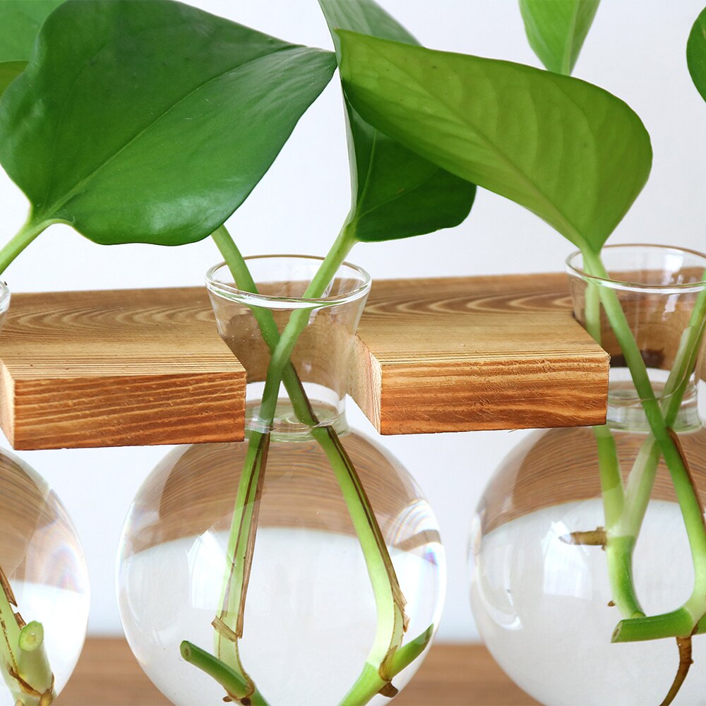 Soveværelse stue boligindretning nordisk hydroponisk beholder grøn dild plante hydroponisk terrarium beholder holder indretning