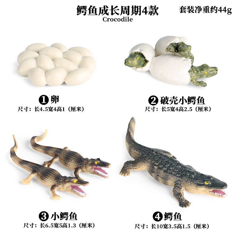 Models Growing Process Enlightenment Toys Furnishings Children's Wild Animals Knowledge Science,Home Entertainment: Crocodile