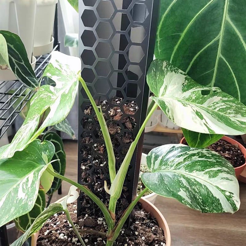 Plastic Mospaal 3-delige plantenstokken Uitschuifbaar voor het trainen van binnenklimplanten zoals Monstera om naar boven te groeien