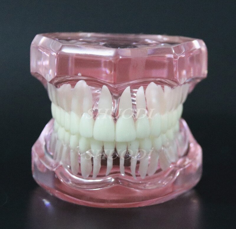 1 Piece Dental Standard Tooth Model Orthodontic Mo... – Grandado